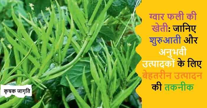 Cluster Bean Cultivation in Hindi: ग्वार फली कैसे उगाएं