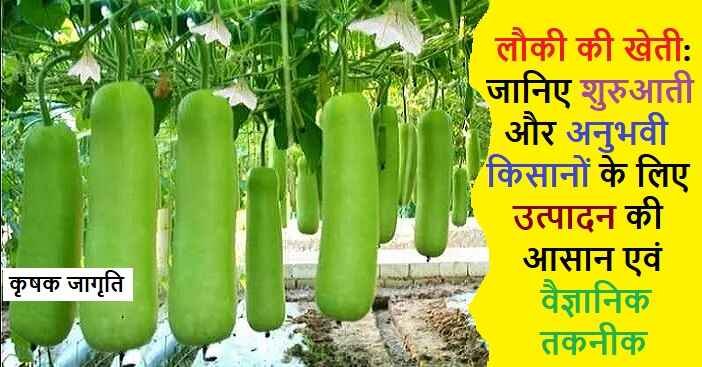 Bottle Gourd Cultivation: जाने लौकी की खेती कैसे करें