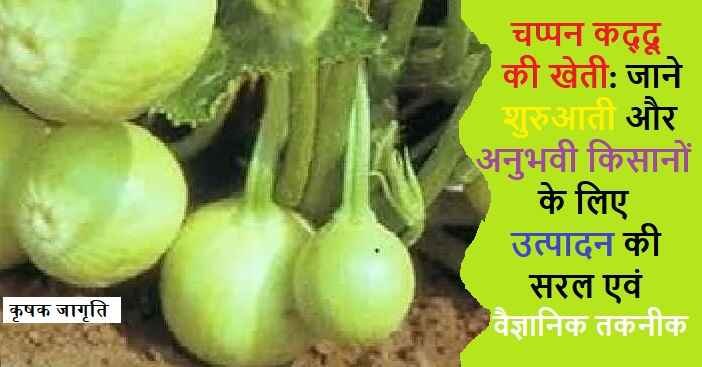 Summer Squash Farming in Hindi: चप्पन कद्दू कैसे उगाएं