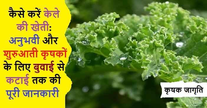 Kale Cultivation in Hindi: जानिए केल की खेती कैसे करें
