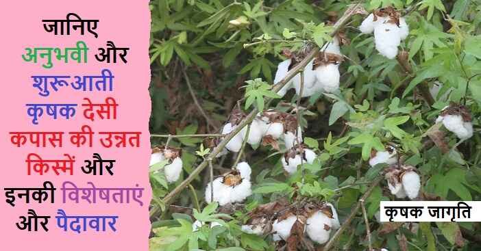 Desi Cotton Varieties in Hindi: जाने देसी कपास की किस्में
