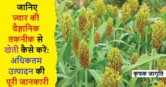 Sorghum Cultivation in Hindi: जाने ज्वार की खेती कैसे करें