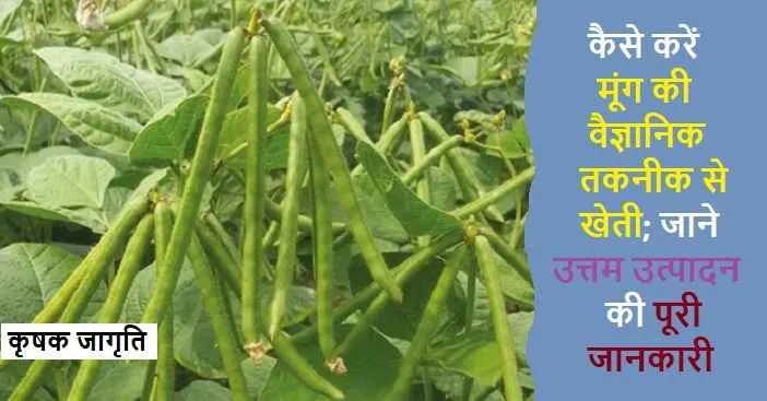 Mung Bean Farming in Hindi: जाने मूंग की खेती कैसे करें