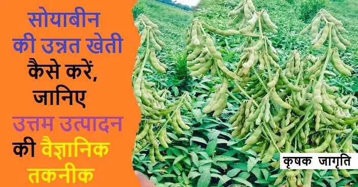 Soybean Farming in Hindi: जाने सोयाबीन की खेती कैसे करें