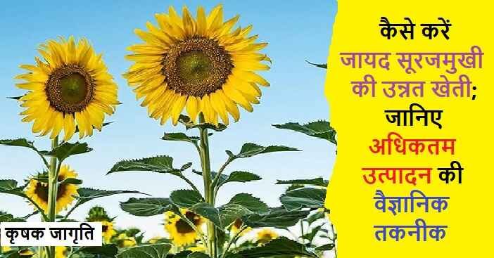 Zaid Sunflower Farming in Hindi: जायद सूरजमुखी की खेती