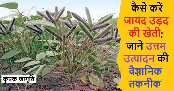 Zaid Urad Farming in Hindi: जायद उड़द की खेती कैसे करें