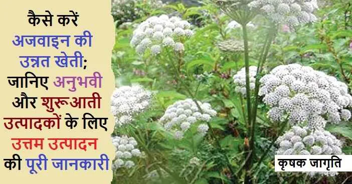 Celery Farming in Hindi: जाने अजवाइन की खेती कैसे करें
