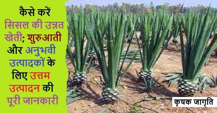 Sisal Cultivation in Hindi: जाने सिसल की खेती कैसे करें