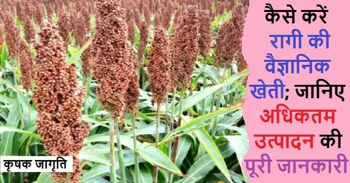 Finger Millet Cultivation in Hindi: रागी की खेती कैसे करें