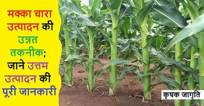 Fodder Maize Farming: जाने हरे चारे के लिए मक्का की खेती
