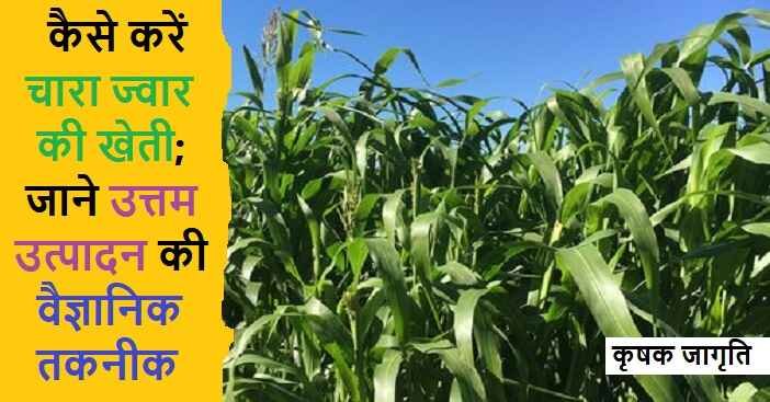 Fodder Sorghum Farming: हरे चारे के लिए ज्वार की खेती