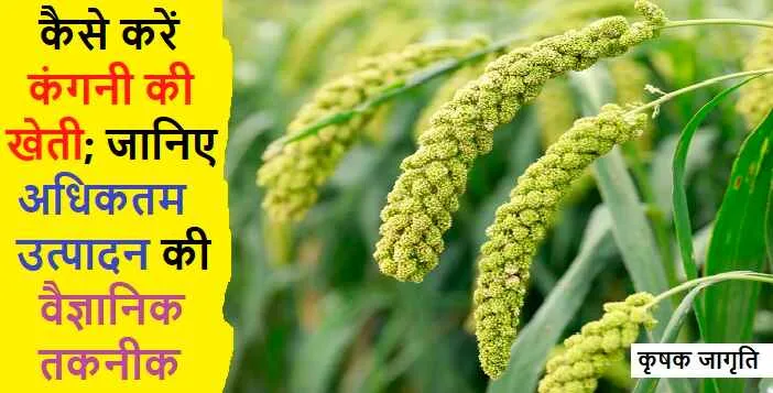 Foxtail Millet in Hindi: जानिए कंगनी की खेती कैसे करें