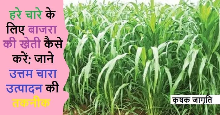 Green Fodder Millets: जाने हरे चारे के लिए बाजरा की खेती