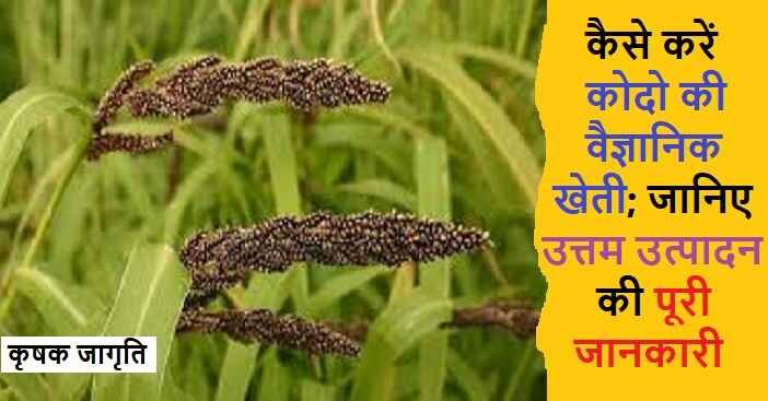Kodo Cultivation in Hindi: जाने कोदो की खेती कैसे करें