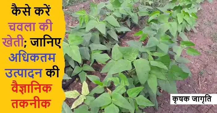 Chavala Cultivation in Hindi: जाने चवला की खेती कैसे करें