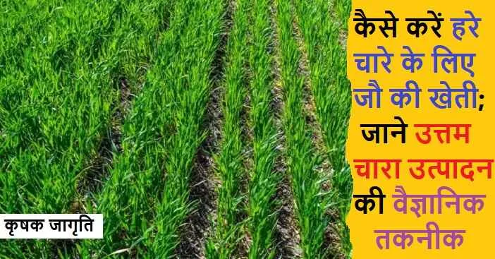 Fodder Barley Cultivation: जाने हरे चारे के लिए जौ की खेती