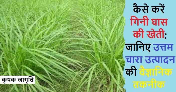 Guinea Grass