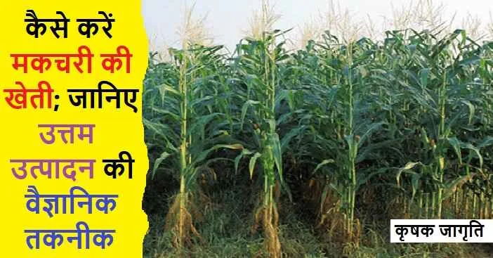 Makchari Cultivation in Hindi: मकचरी की खेती कैसे करें