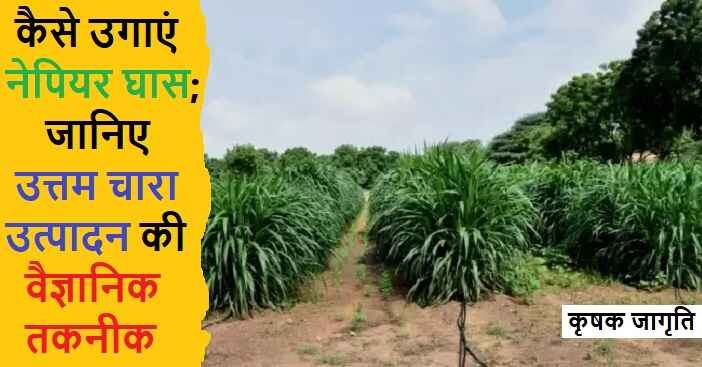 Napier Grass Cultivation in Hindi: नेपियर घास कैसे उगाएं