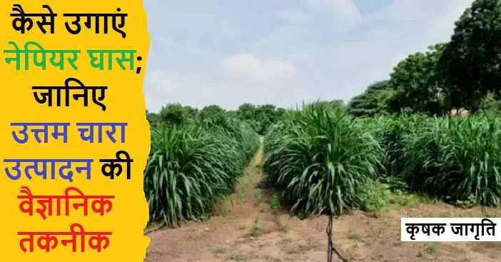 Napier Grass Cultivation in Hindi: नेपियर घास कैसे उगाएं