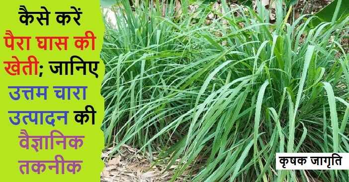Para Grass Cultivation in Hindi: जाने पैरा घास कैसे उगाएं