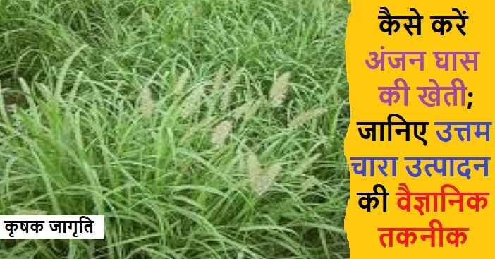 Anjan Grass Cultivation in Hindi: अंजन घास कैसे उगाएं