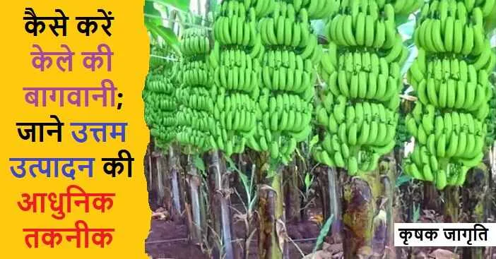 Banana Cultivation in Hindi: केला की बागवानी कैसे करें