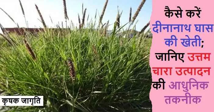 Deenanath Grass in Hindi: जाने दीनानाथ घास कैसे उगाएं