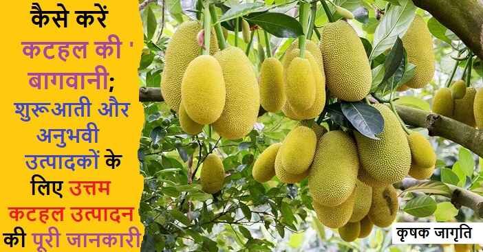 Jackfruit Gardening in Hindi: कटहल की खेती कैसे करें