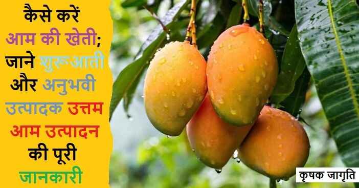 Mango Cultivation in Hindi: आम की बागवानी कैसे करें