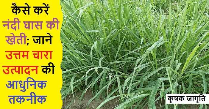Nandi Grass Cultivation in Hindi: नंदी घास कैसे उगाएं