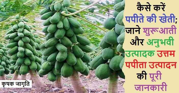 Papaya Cultivation in Hindi: पपीता की बागवानी कैसे करें