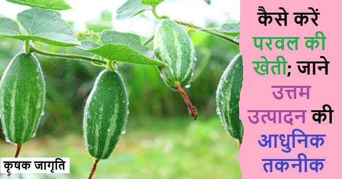 Pointed Gourd Farming in Hindi: परवल की खेती कैसे करें