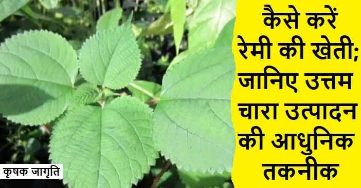 Ramie Cultivation in Hindi: चारे के लिए रेमी कैसे उगाएं