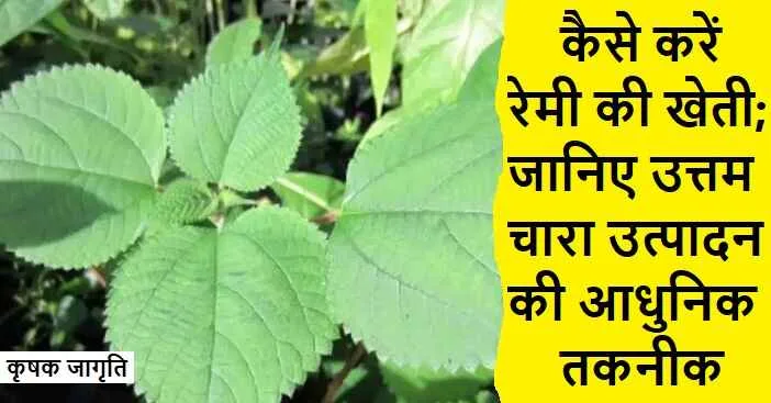Ramie Cultivation in Hindi: चारे के लिए रेमी कैसे उगाएं