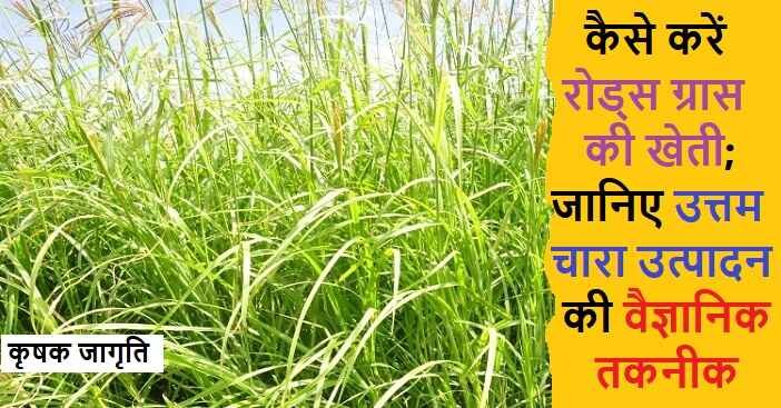 Rhodes Grass Cultivation in Hindi: रोड्स घास कैसे उगाएं