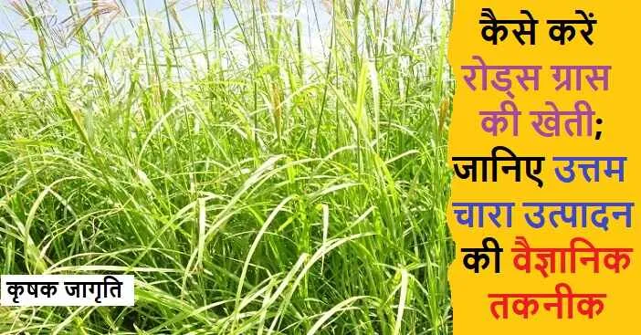 Rhodes Grass Cultivation in Hindi: रोड्स घास कैसे उगाएं