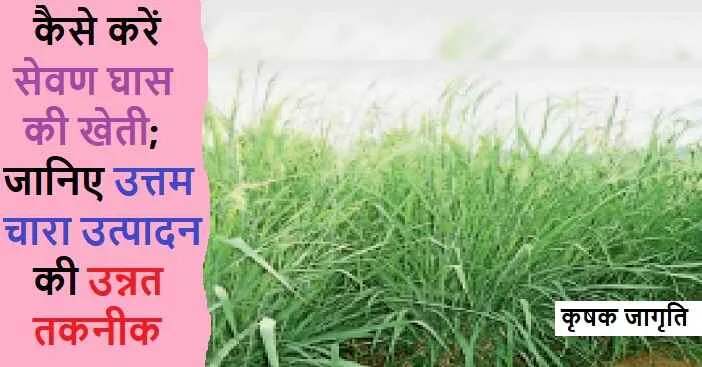 Sewan Grass Cultivation in Hindi: सेवण घास कैसे उगाएं