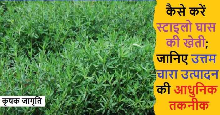 Stylo Cultivation in Hindi: जाने स्टाइलो की खेती कैसे करें