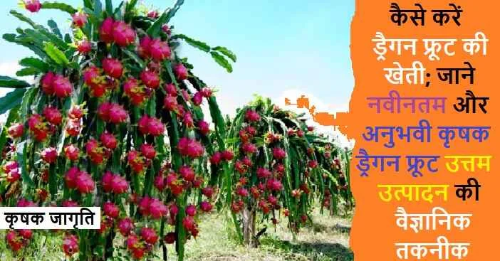 Dragon Fruit Farming: ड्रैगन फ्रूट की बागवानी कैसे करें