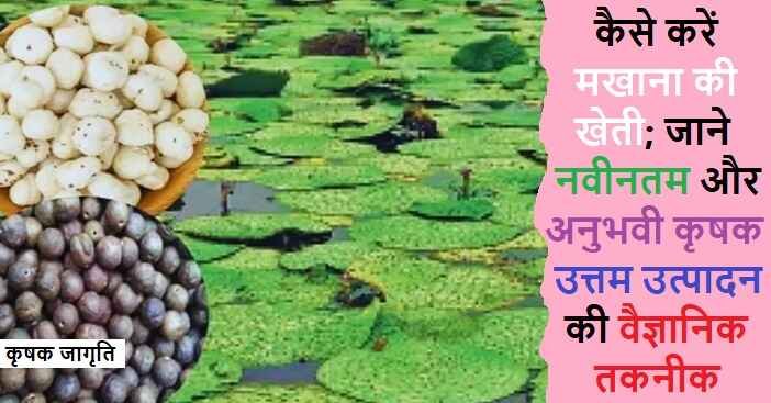 Fox Nut Cultivation in Hindi: मखाना की खेती कैसे करें