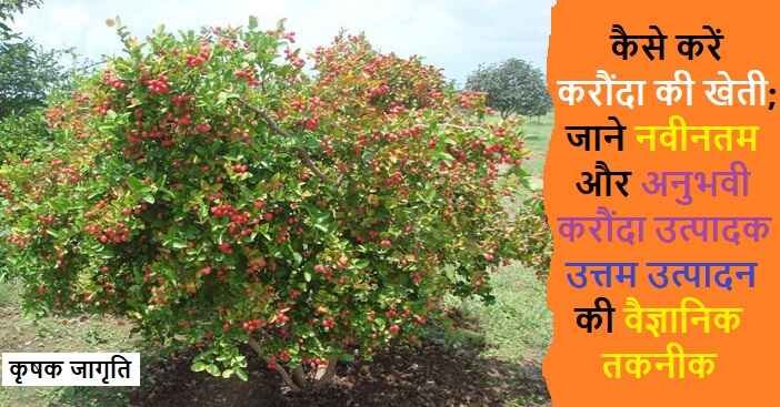 Gooseberry Cultivation: जाने करौंदा की बागवानी कैसे करें