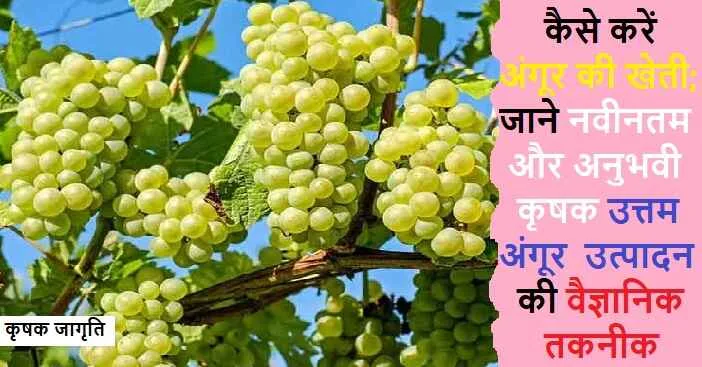 Grapes Cultivation in Hindi: अंगूर की बागवानी कैसे करें