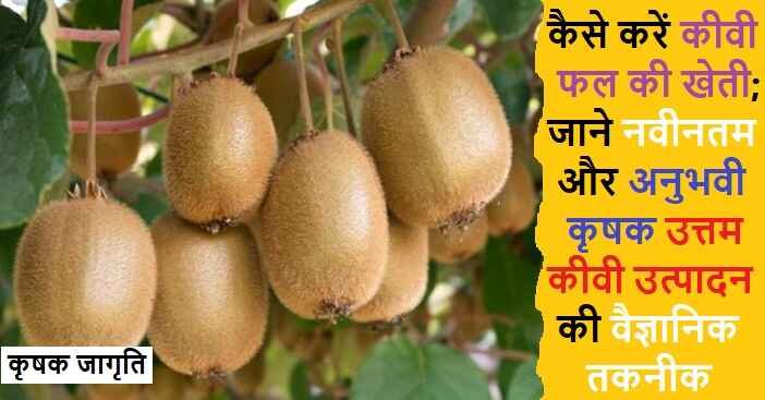Kiwi Fruit Cultivation: कीवी फल की बागवानी कैसे करें