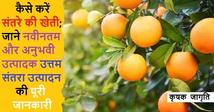 Orange Cultivation in Hindi: संतरे की बागवानी कैसे करें
