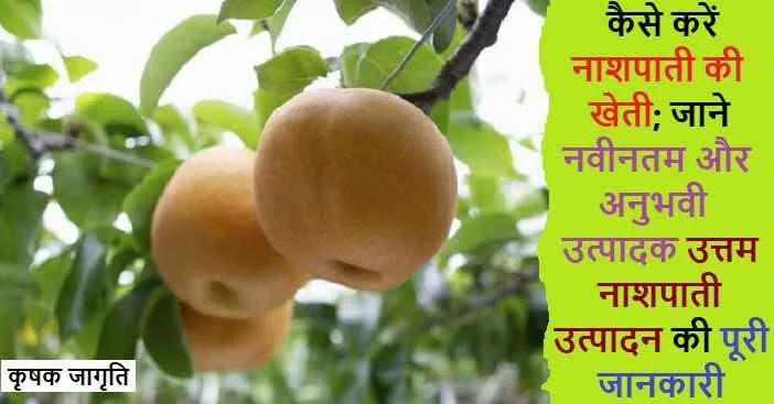 Pear Cultivation in Hindi: नाशपाती की बागवानी कैसे करें