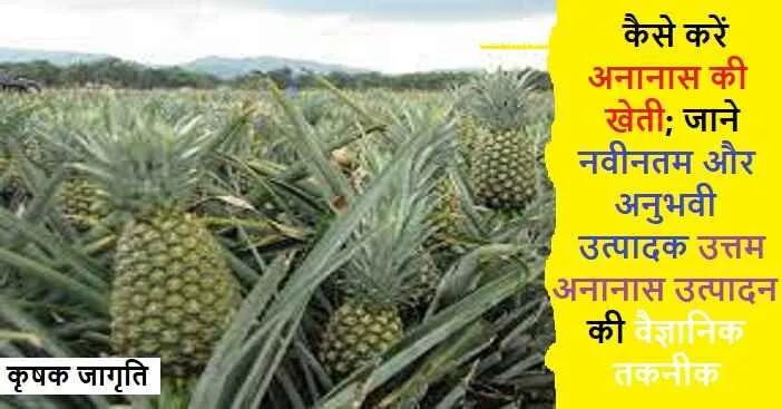 Pineapple Farming in Hindi: अनानास की बागवानी कैसे करें