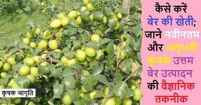 Plum Cultivation in Hindi: जाने बेर की बागवानी कैसे करें