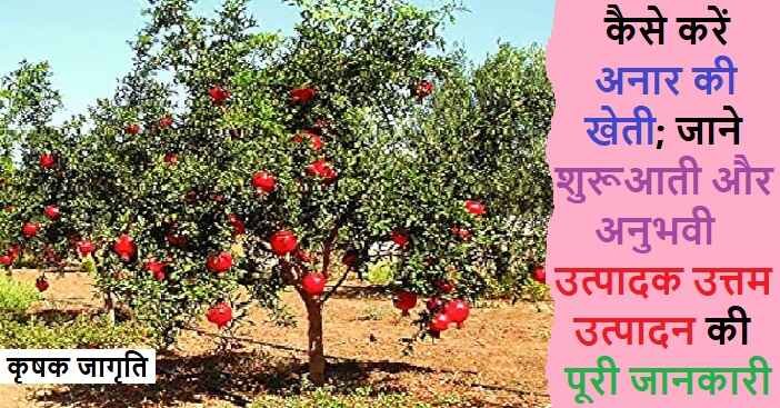 Pomegranate Cultivation: जाने अनार की बागवानी कैसे करें
