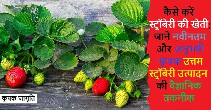 Strawberry Cultivation: स्ट्रॉबेरी की बागवानी कैसे करें